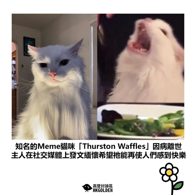【知名的Meme貓咪「Thurston Waffles」因病離世 主人在社交媒體上發文緬懷希望牠能再使人們感到快樂】