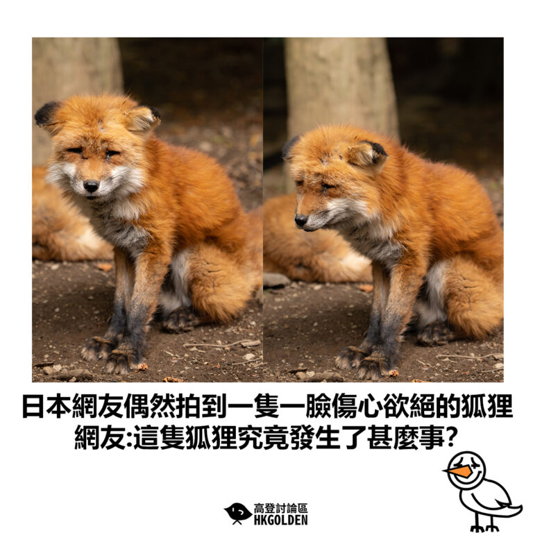 【日本網友偶然拍到一隻一臉傷心欲絕的狐狸 網友:這隻狐狸究竟發生了甚麼事？】