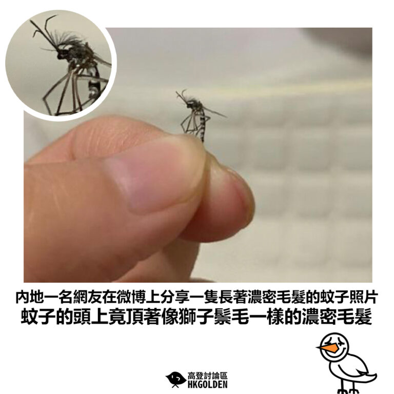 【內地一名網友在微博上分享一隻長著濃密毛髮的蚊子照片 蚊子的頭上竟頂著像獅子鬃毛一樣的濃密毛髮 】