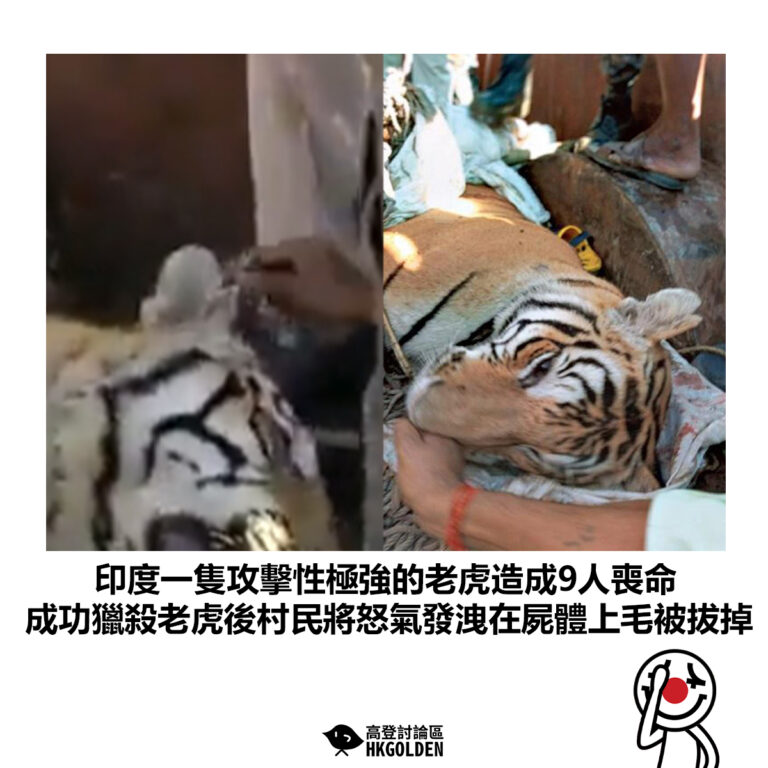 【印度一隻攻擊性極強的老虎造成9人喪命 成功獵殺老虎後村民將怒氣發洩在屍體上毛被拔掉】