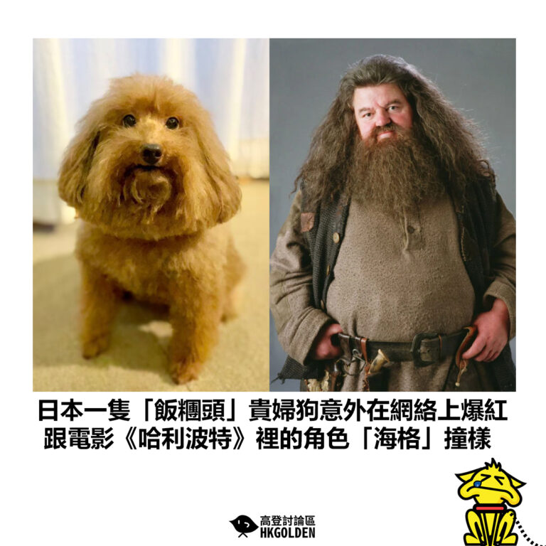 【日本一隻「飯糰頭」貴婦狗意外在網絡上爆紅 跟電影《哈利波特》裡的角色「海格」撞樣】