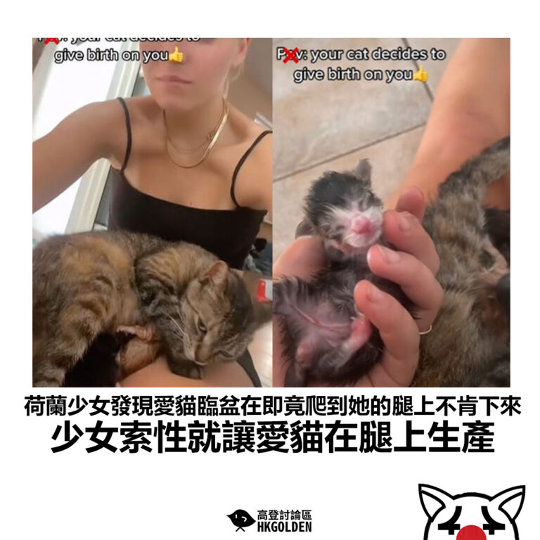【荷蘭少女發現愛貓臨盆在即竟爬到她的腿上不肯下來 少女索性就讓愛貓在腿上生產】