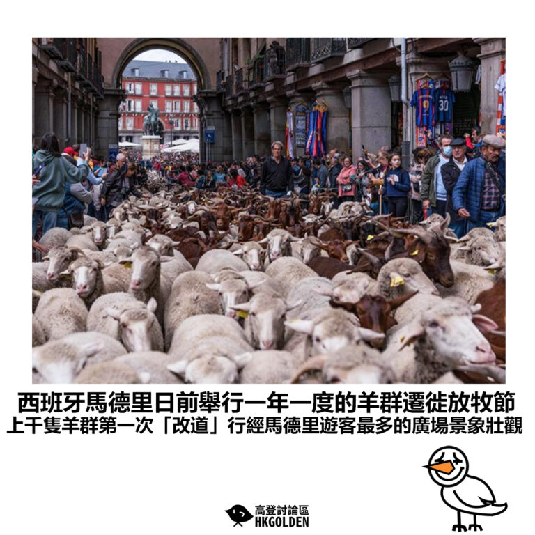 【西班牙馬德里日前舉行一年一度的羊群遷徙放牧節 上千隻羊群第一次「改道」行經馬德里遊客最多的廣場景象壯觀】