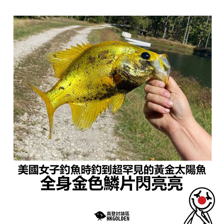 【美國女子釣魚時釣到超罕見的黃金太陽魚 全身金色鱗片閃亮亮】