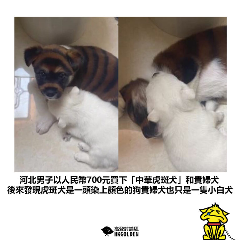 【河北男子以人民幣700元買下「中華虎斑犬」和貴婦犬 後來發現虎斑犬是一頭染上顏色的狗貴婦犬也只是一隻小白犬】