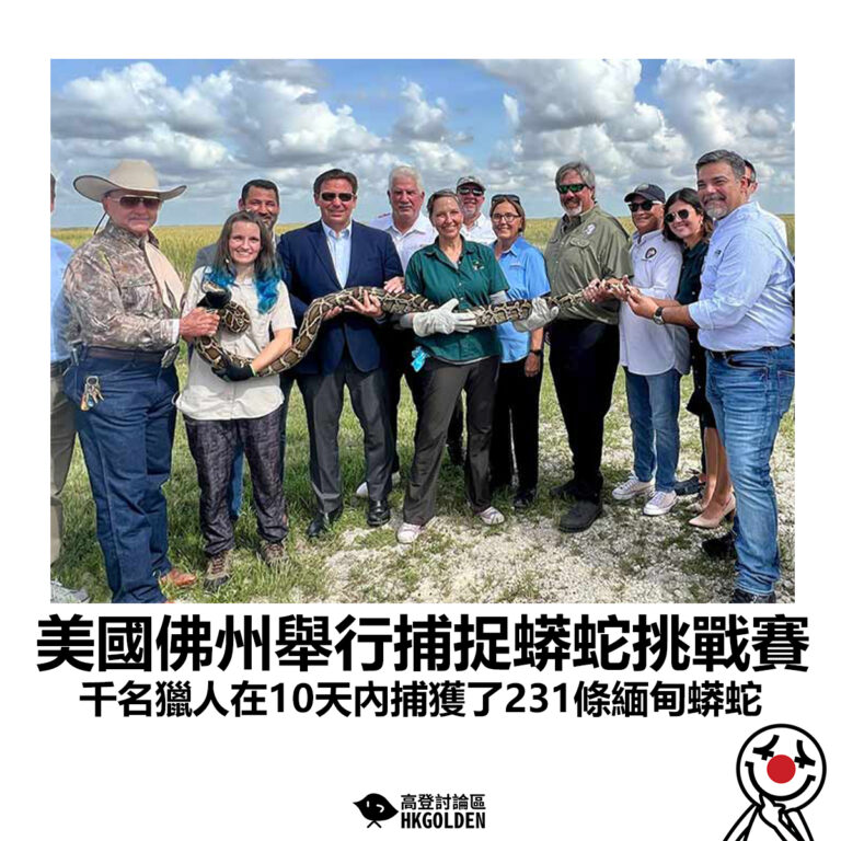 【美國佛州舉行捕捉蟒蛇挑戰賽 千名獵人在10天內捕獲了231條緬甸蟒蛇】