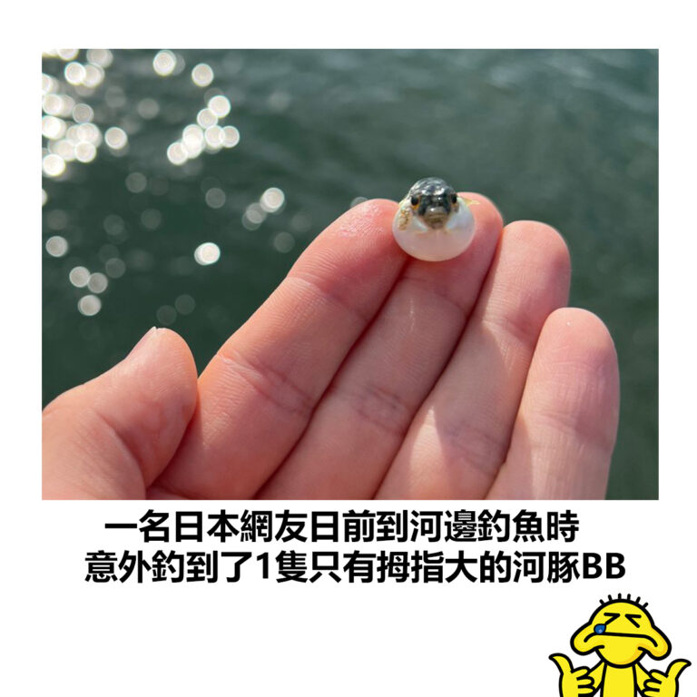 【一名日本網友日前到河邊釣魚時 意外釣到了1隻只有拇指大的河豚BB】