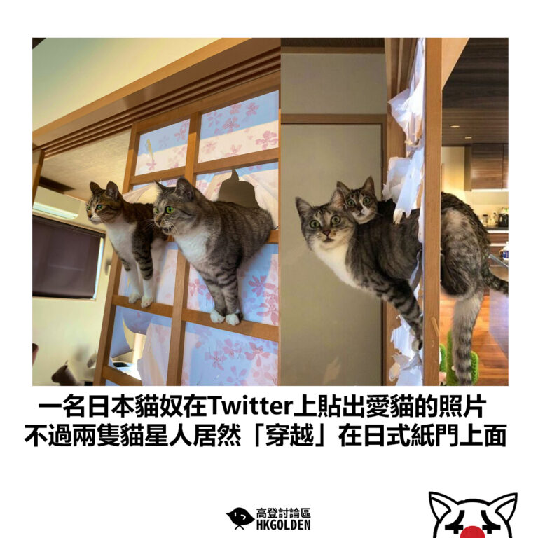 【一名日本貓奴在Twitter上貼出愛貓的照片 不過兩隻貓星人居然「穿越」在日式紙門上面】