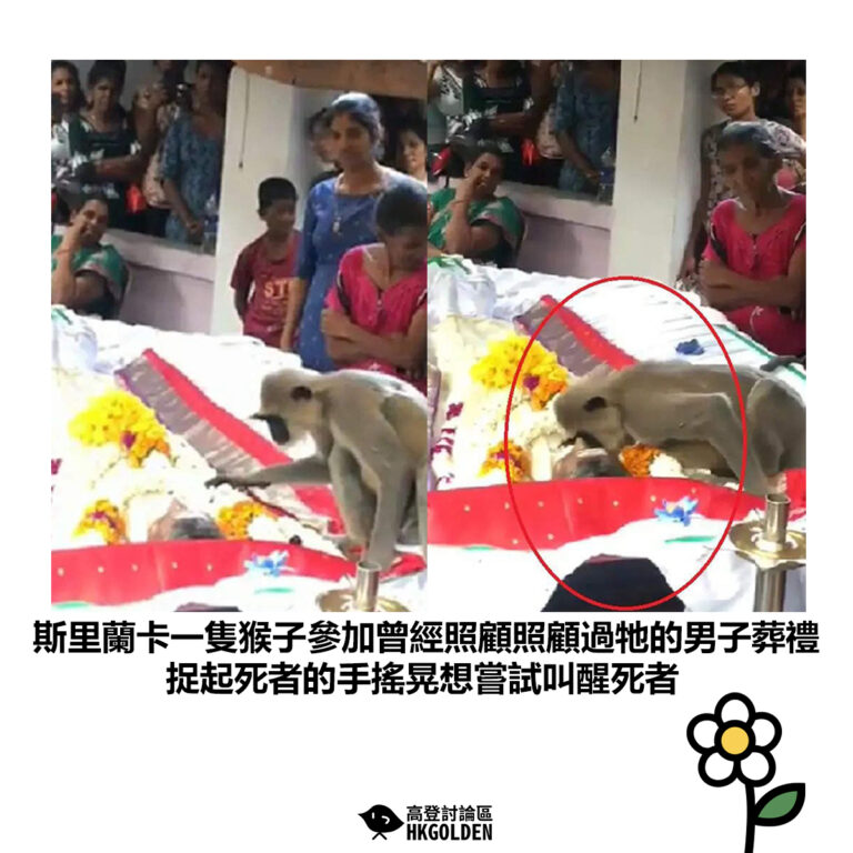 【斯里蘭卡一隻猴子參加曾經照顧照顧過牠的男子葬禮 捉起死者的手搖晃想嘗試叫醒死者 】