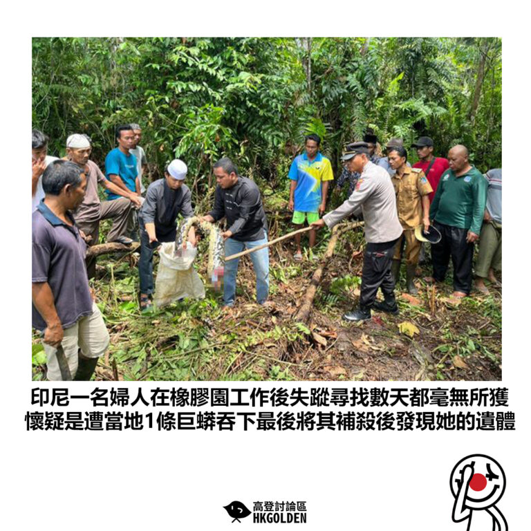 【印尼一名婦人在橡膠園工作後失蹤尋找數天都毫無所獲 懷疑是遭當地1條巨蟒吞下最後將其補殺後發現她的遺體】