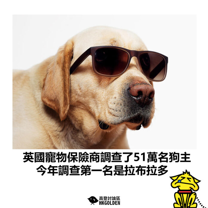 dsgsdgs