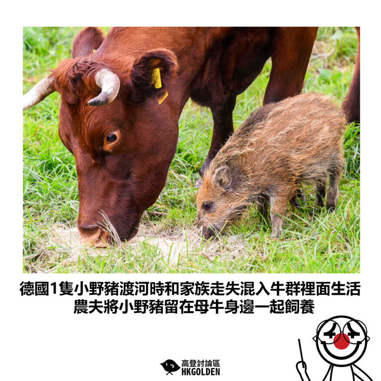 【德國1隻小野豬渡河時和家族走失混入牛群裡面生活 農夫將小野豬留在母牛身邊一起飼養】