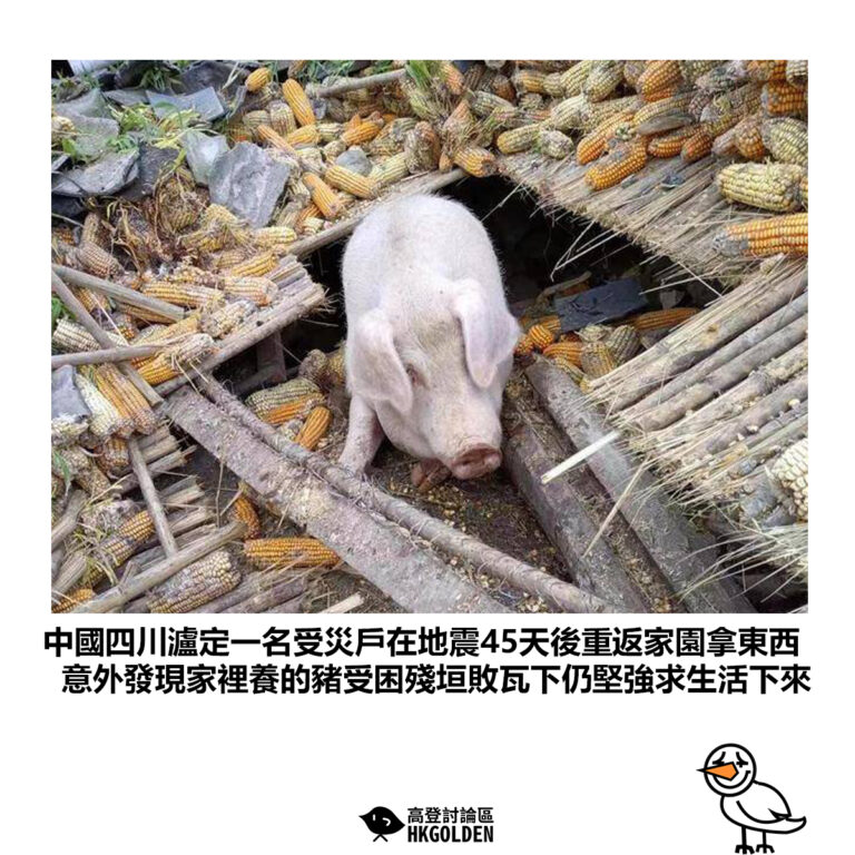 【中國四川瀘定一名受災戶在地震45天後重返家園拿東西 意外發現家裡養的豬受困殘垣敗瓦下仍堅強求生活下來】