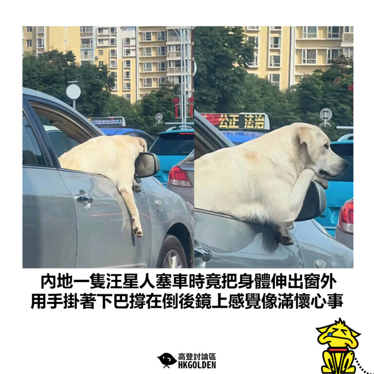 【內地一隻汪星人塞車時竟把身體伸出窗外 用手掛著下巴撐在倒後鏡上感覺像滿懷心事】