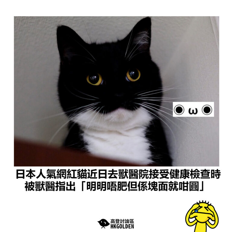 【日本人氣網紅貓近日去獸醫院接受健康檢查時  被獸醫指出「明明唔肥但係塊面就咁圓」】