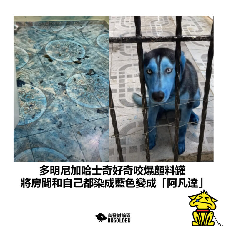 【多明尼加哈士奇好奇咬爆顏料罐 將房間和自己都染成藍色變成「阿凡達」】
