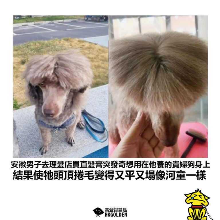【安徽男子去理髮店買直髮膏突發奇想用在他養的貴婦狗身上 結果使牠頭頂捲毛變得又平又塌像河童一樣】
