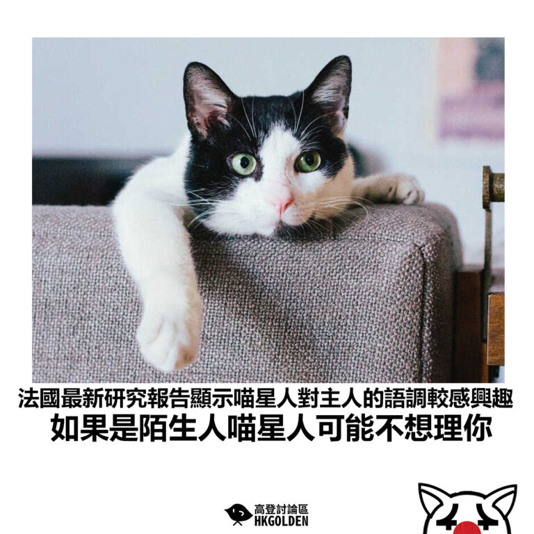 【法國最新研究報告顯示喵星人對主人的語調較感興趣 如果是陌生人喵星人可能不想理你】