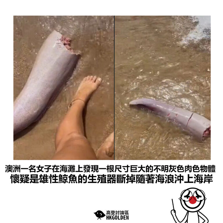 【澳洲一名女子在海灘上發現一根尺寸巨大的不明灰色肉色物體 懷疑是雄性鯨魚的生殖器斷掉隨著海浪沖上海岸】
