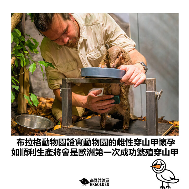 【布拉格動物園證實動物園的雌性穿山甲懷孕 如順利生產將會是歐洲第一次成功繁殖穿山甲】