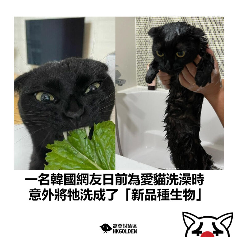 【一名韓國網友日前為愛貓洗澡時  意外將牠洗成了「新品種生物」】