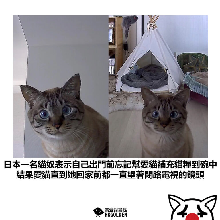 【日本一名貓奴表示自己出門前忘記幫愛貓補充貓糧到碗中 結果愛貓直到她回家前都一直望著閉路電視的鏡頭】