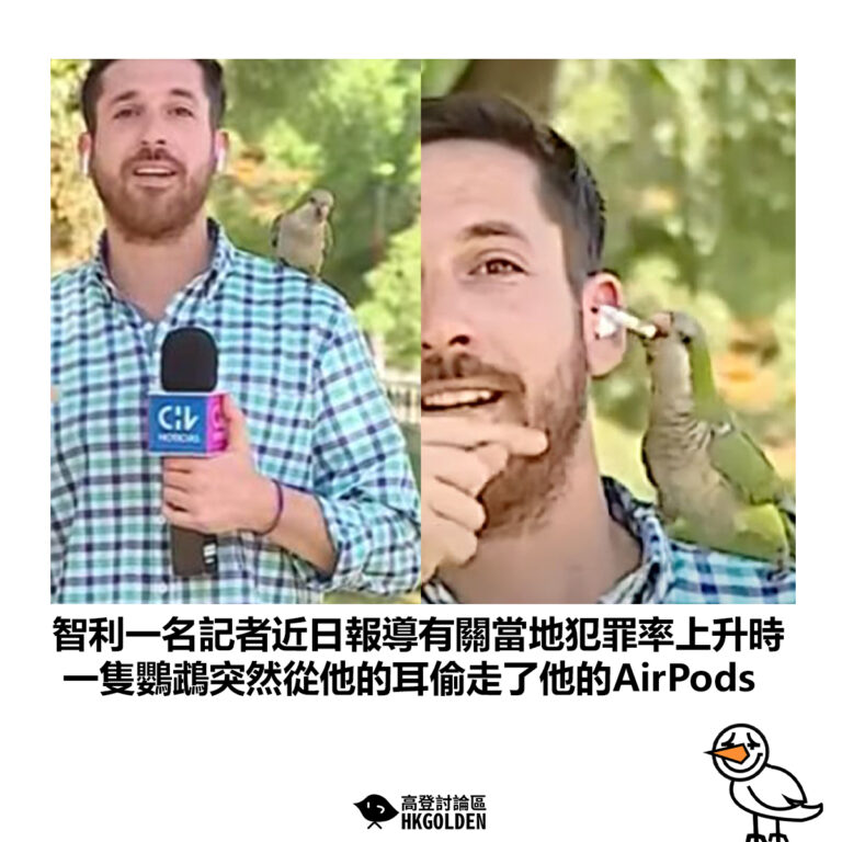 【智利一名記者近日報導有關當地犯罪率上升時 一隻鸚鵡突然從他的耳偷走了他的AirPods】