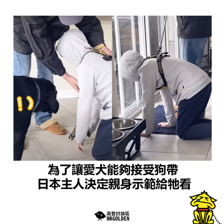 【為了讓愛犬能夠接受狗帶  日本主人決定親身示範給牠看】