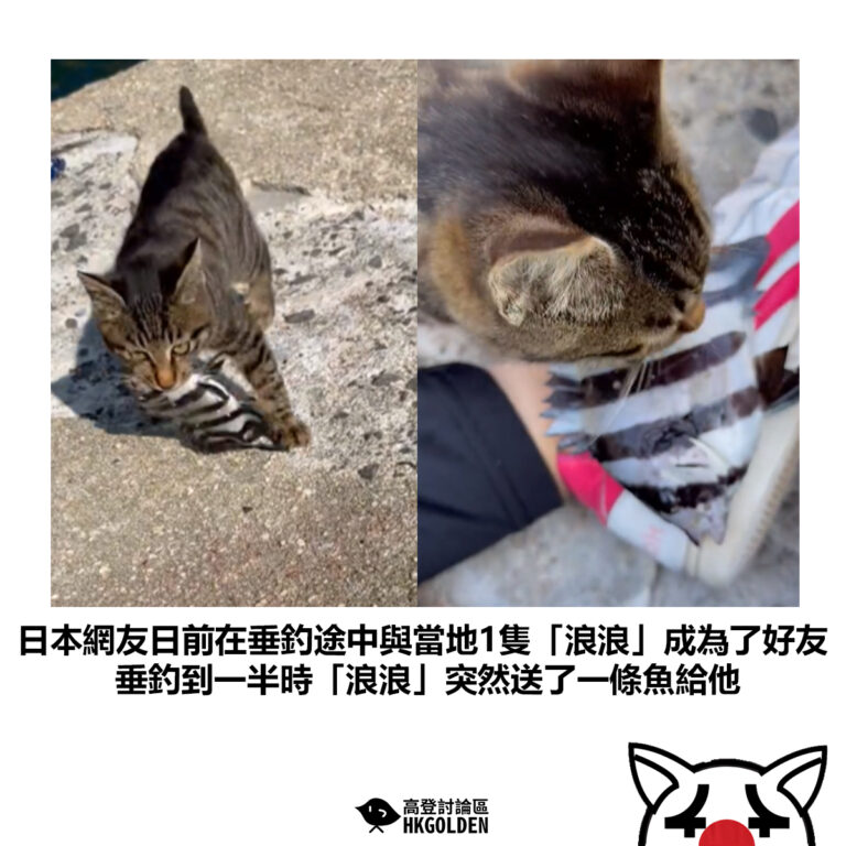 【日本網友日前在垂釣途中與當地1隻「浪浪」成為了好友 垂釣到一半時「浪浪」突然送了一條魚給他】