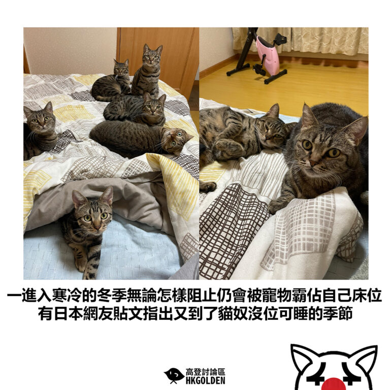 【一進入寒冷的冬季無論怎樣阻止仍會被寵物霸佔自己床位 有日本網友貼文指出又到了貓奴沒位可睡的季節】