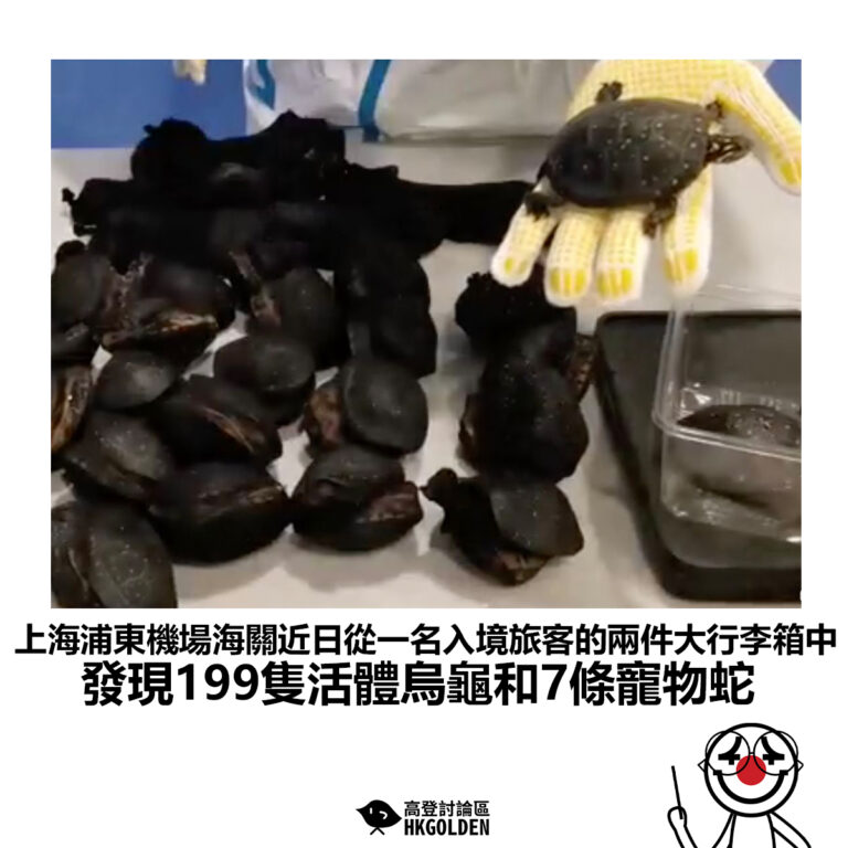 【上海浦東機場海關近日從一名入境旅客的兩件大行李箱中 發現199隻活體烏龜和7條寵物蛇】