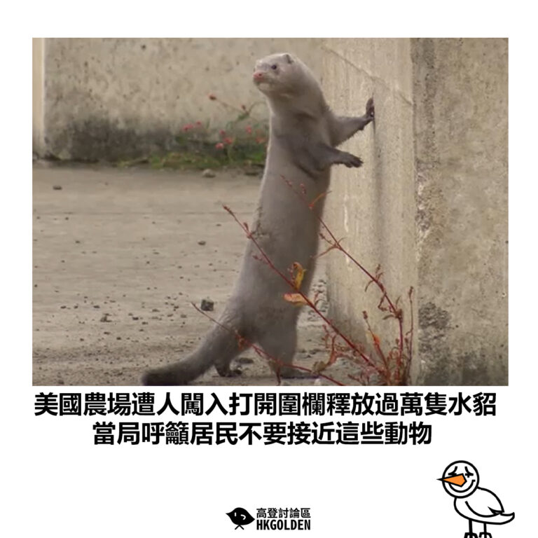 【美國農場遭人闖入打開圍欄釋放過萬隻水貂 當局呼籲居民不要接近這些動物】