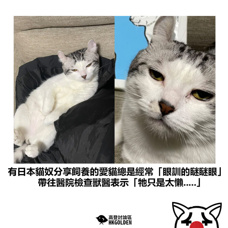 【有日本貓奴分享飼養的愛貓總是經常「眼訓的瞇瞇眼」帶往醫院檢查獸醫表示「牠只是太懶…..」】