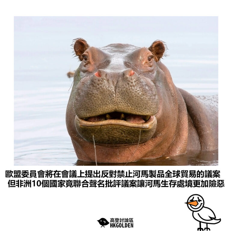 【歐盟委員會將在會議上提出反對禁止河馬製品全球貿易的議案 但非洲10個國家竟聯合聲名批評議案讓河馬生存處境更加險惡】