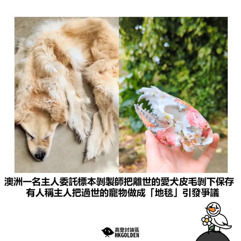 【澳洲一名主人委託標本剝製師把離世的愛犬皮毛剝下保存 有人稱主人把過世的寵物做成「地毯」引發爭議】