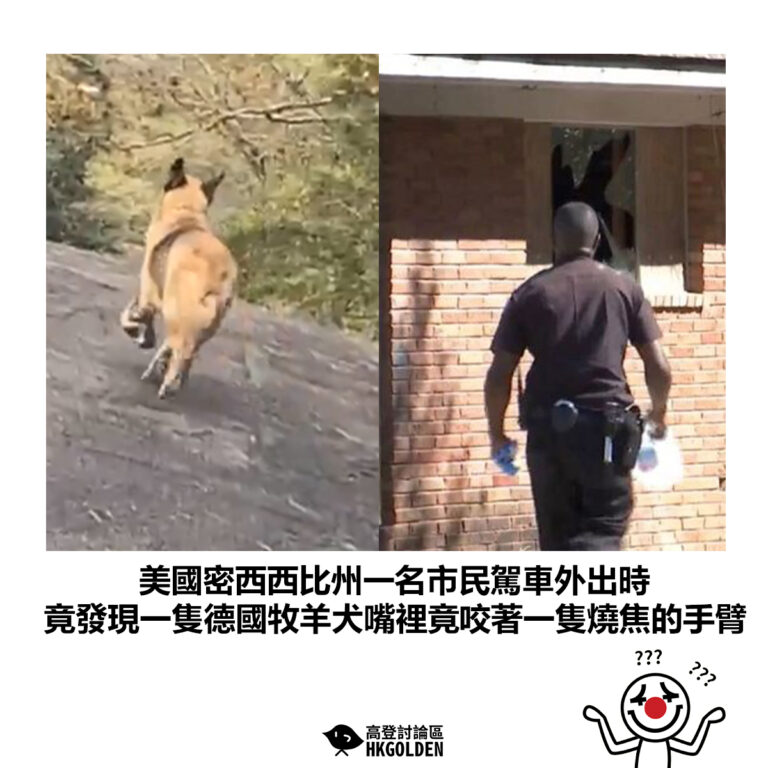【美國密西西比州一名市民駕車外出時 竟發現一隻德國牧羊犬嘴裡竟咬著一隻燒焦的手臂】