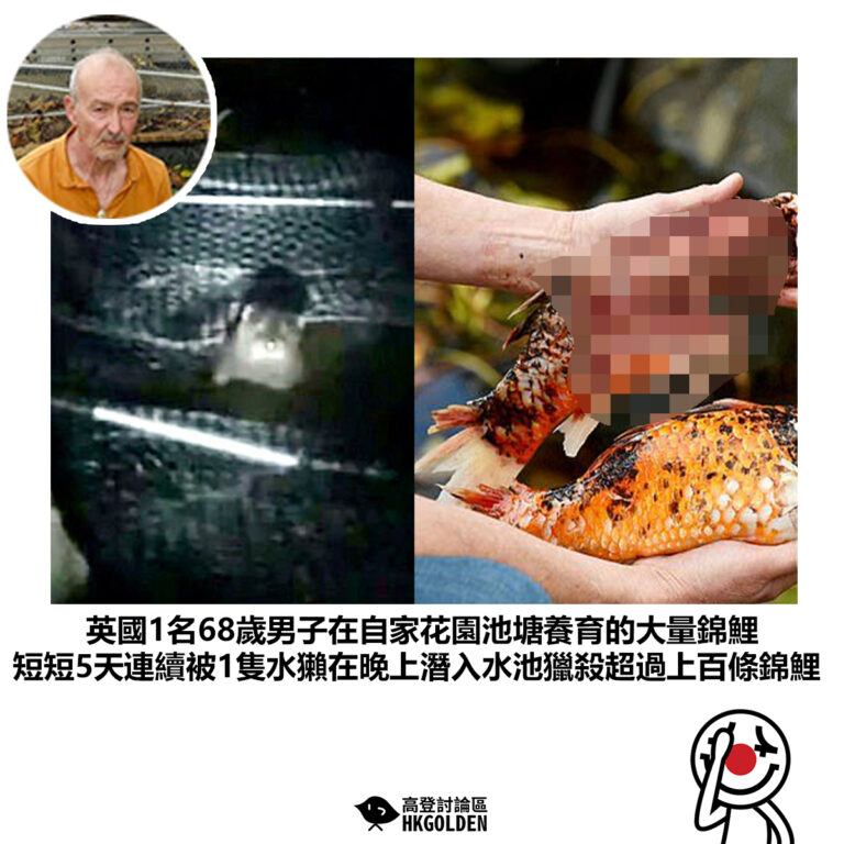 【英國1名68歲男子在自家花園池塘養育的大量錦鯉 短短5天連續被1隻水獺在晚上潛入水池獵殺超過上百條錦鯉】