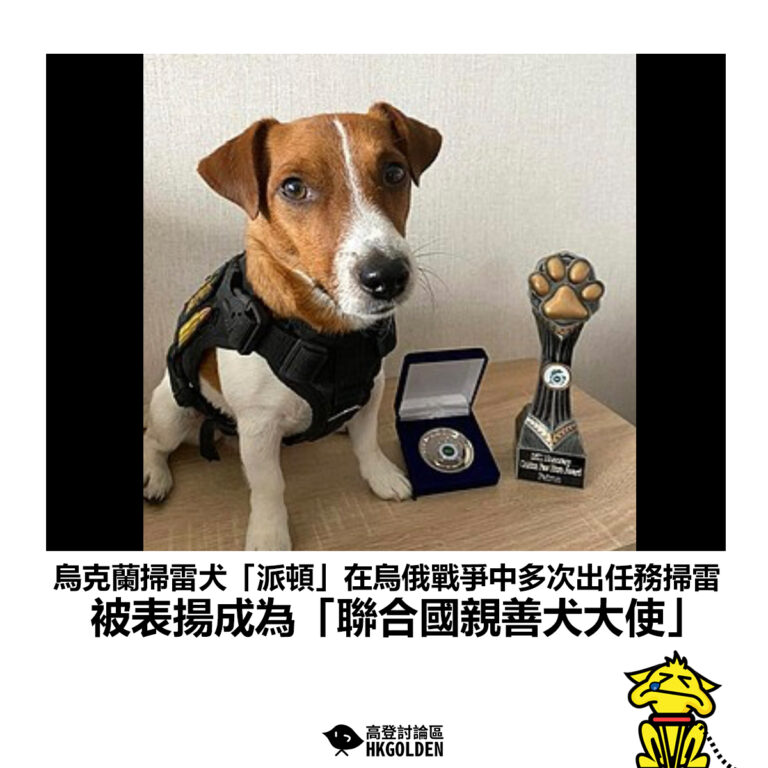 【烏克蘭掃雷犬「派頓」在烏俄戰爭中多次出任務掃雷 被表揚成為「聯合國親善犬大使」】