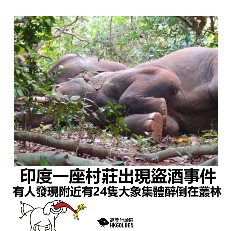 【印度一座村莊出現盜酒事件 有人發現附近有24隻大象集體醉倒在叢林】
