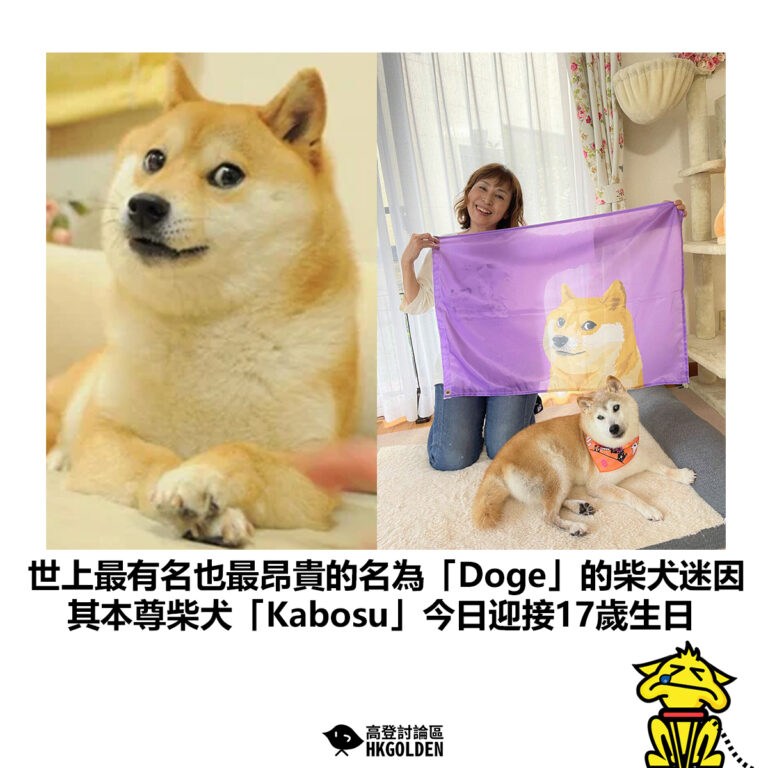 【世上最有名也最昂貴的名為「Doge」的柴犬迷因 其本尊柴犬「Kabosu」今日迎接17歲生日】