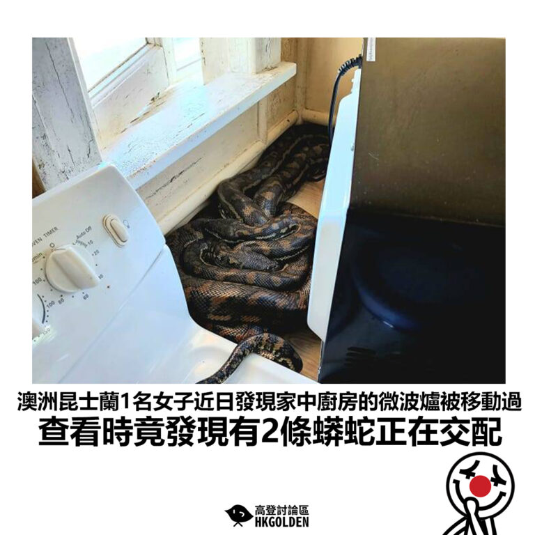 【澳洲昆士蘭1名女子近日發現家中廚房的微波爐被移動過 查看時竟發現有2條蟒蛇正在交配】