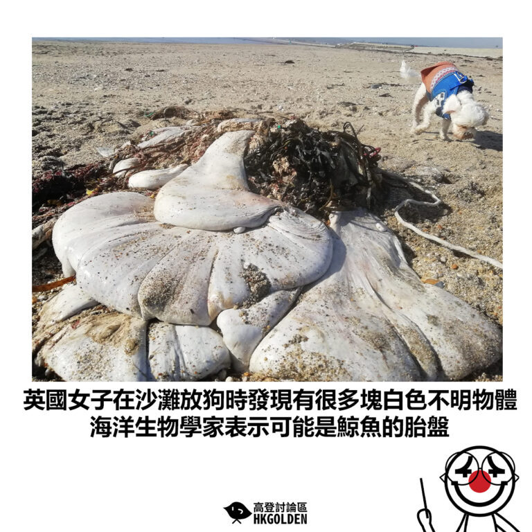 【英國女子在沙灘放狗時發現有很多塊白色不明物體 海洋生物學家表示可能是鯨魚的胎盤 】