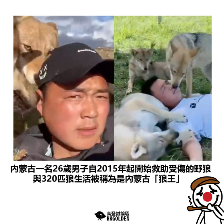 【內蒙古一名26歲男子自2015年起開始救助受傷的野狼 與320匹狼生活被稱為是內蒙古「狼王」 】