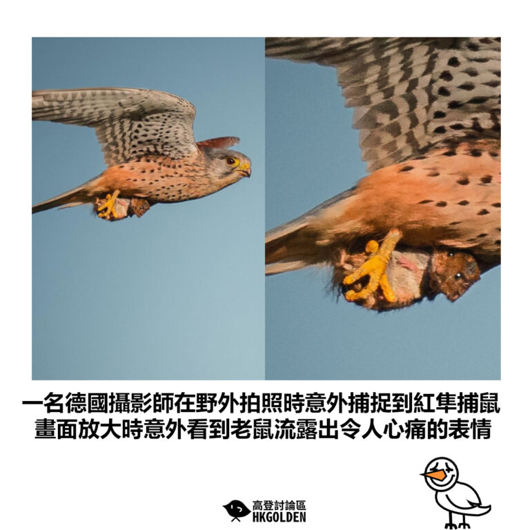 【一名德國攝影師在野外拍照時意外捕捉到紅隼捕鼠 畫面放大時意外看到老鼠流露出令人心痛的表情】