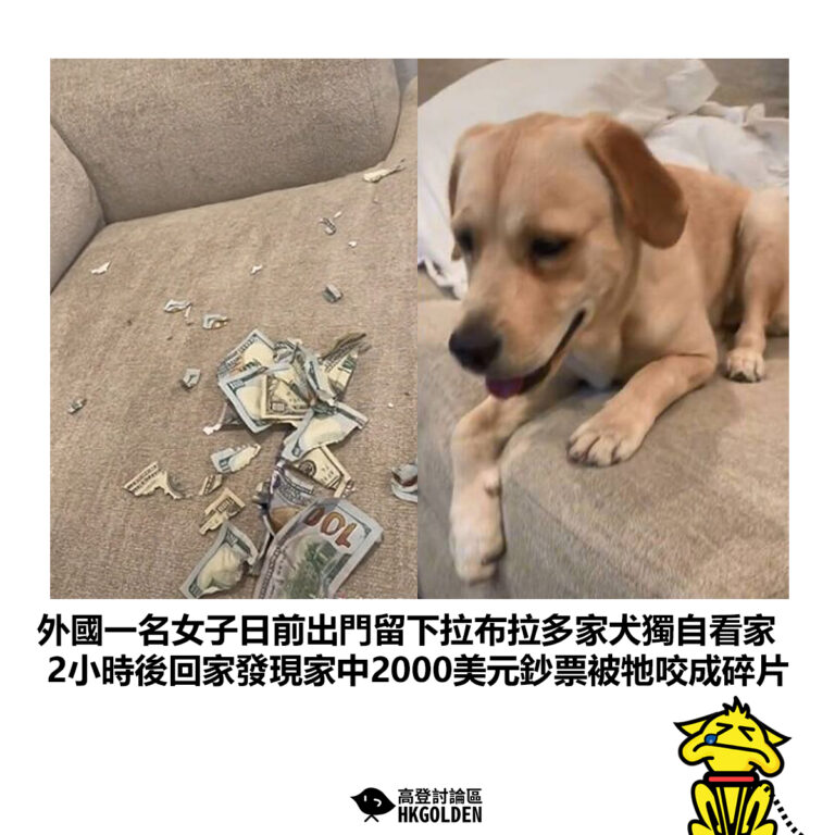 【外國一名女子日前出門留下拉布拉多家犬獨自看家 2小時後回家發現家中2000美元鈔票被牠咬成碎片】