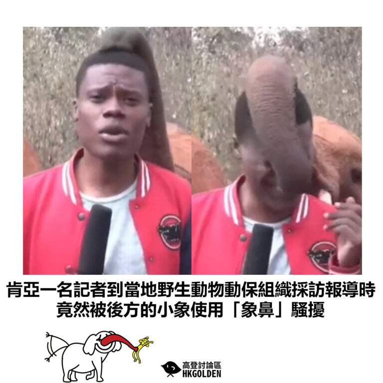 【肯亞一名記者到當地野生動物動保組織採訪報導時 竟然被後方的小象使用「象鼻」騷擾】