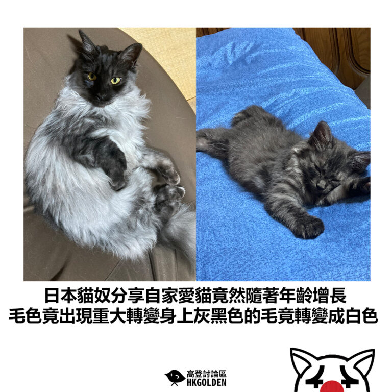 【日本貓奴分享自家愛貓竟然隨著年齡增長 毛色竟出現重大轉變身上灰黑色的毛竟轉變成白色】