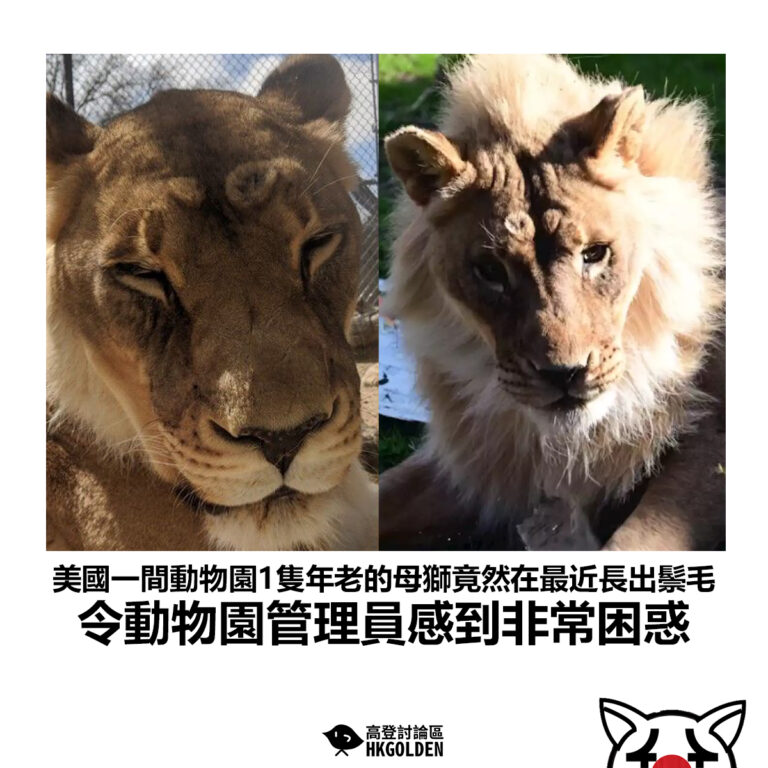 【美國一間動物園1隻年老的母獅竟然在最近長出鬃毛 令動物園管理員感到非常困惑】