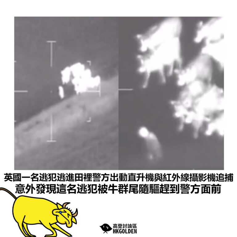 【英國一名逃犯逃進田裡警方出動直升機與紅外線攝影機追捕 意外發現這名逃犯被牛群尾隨驅趕到警方面前】