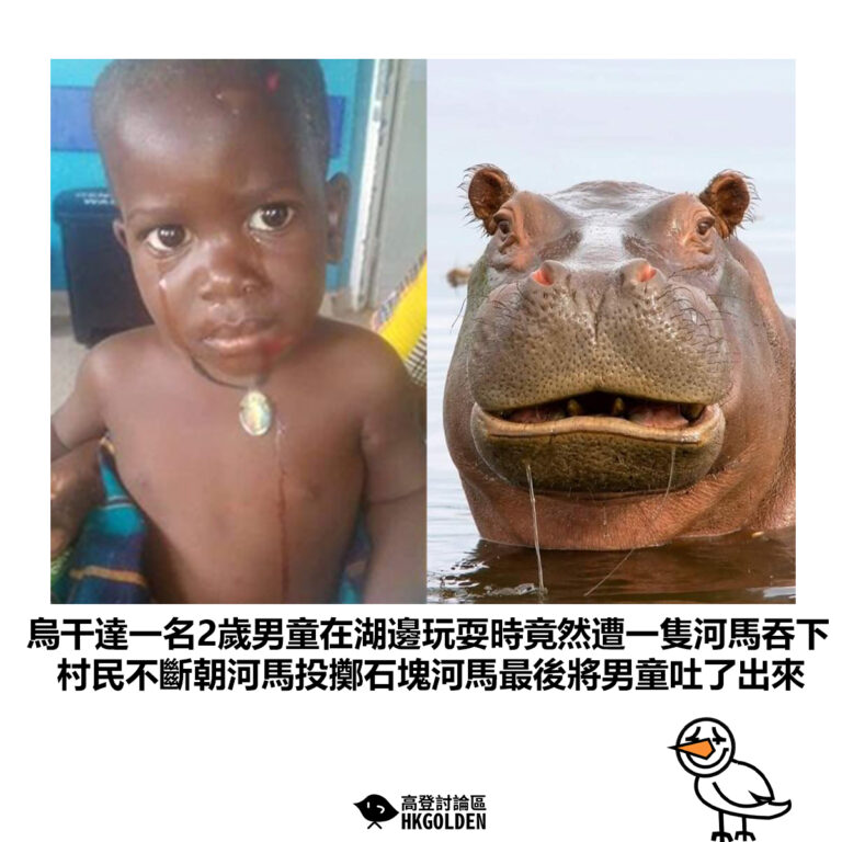 【烏干達一名2歲男童在湖邊玩耍時竟然遭一隻河馬吞下 村民不斷朝河馬投擲石塊河馬最後將男童吐了出來】